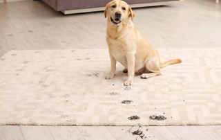 一只金毛猎犬趴在地毯上，上面有一串泥泞的爪印.
